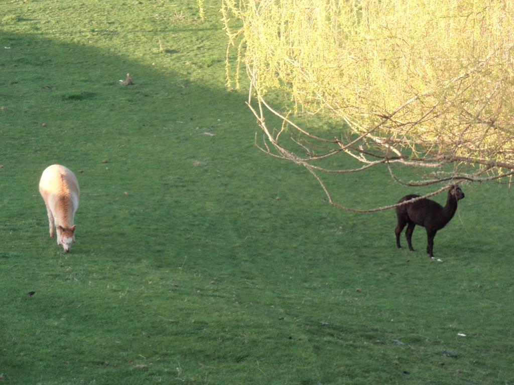 Earthsounds Country Cottageタウマルヌイ エクステリア 写真
